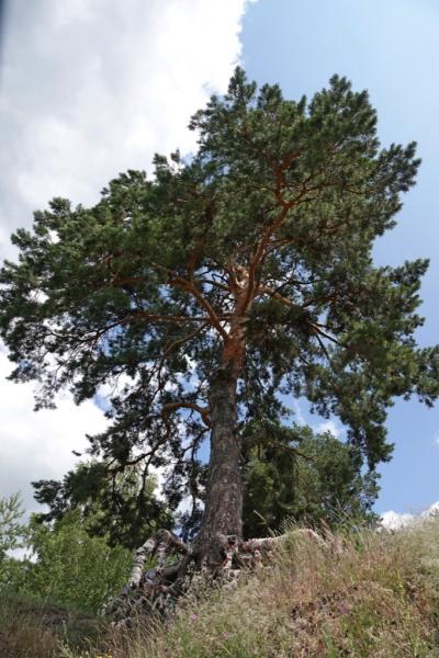 Саратовскую одинокую сосну признали удивительным деревом России